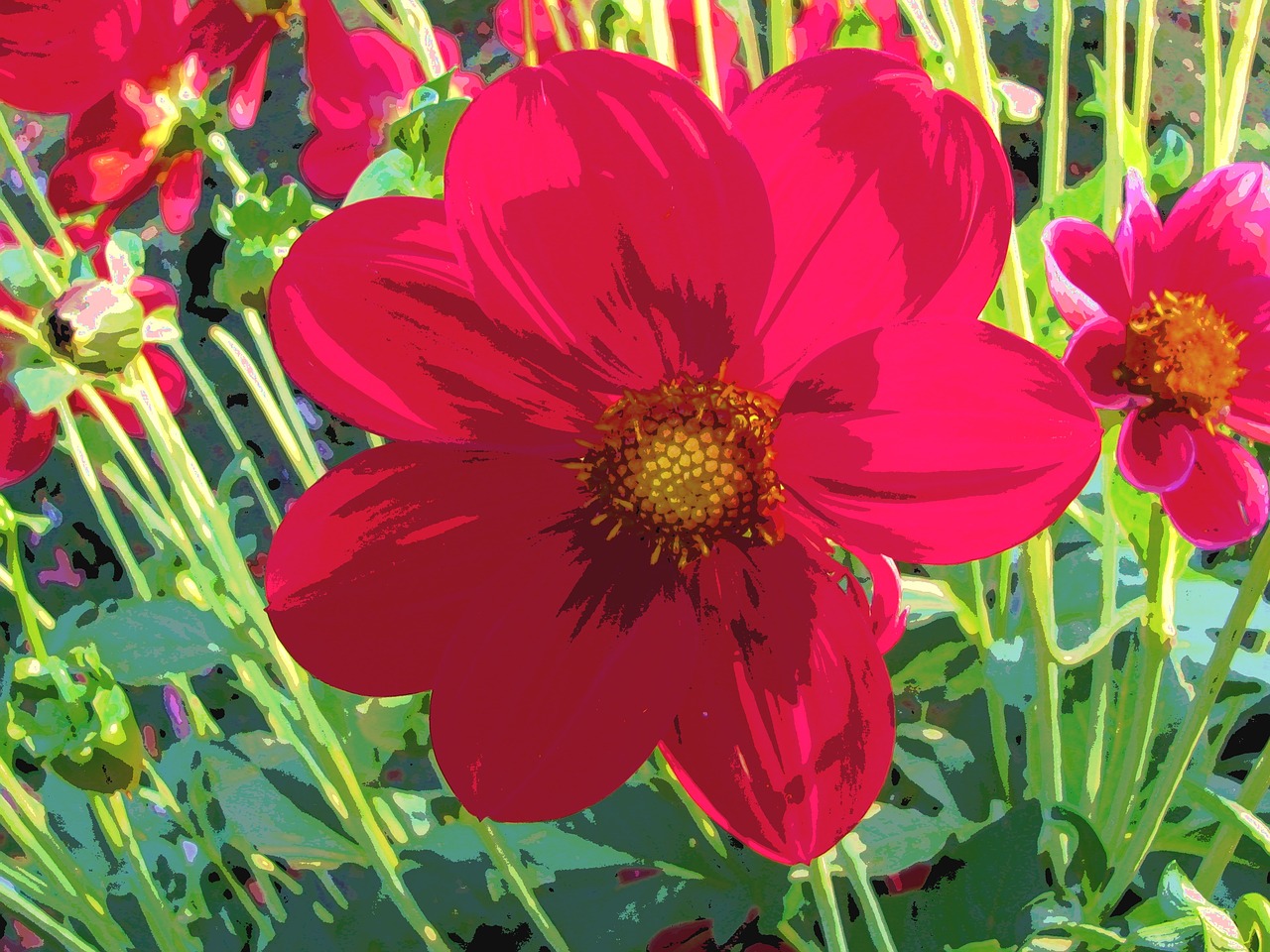 dahlia orange red free photo