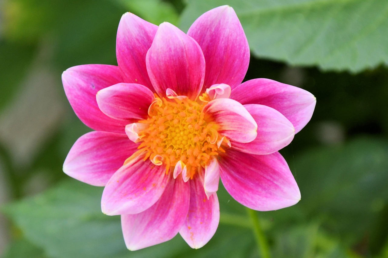 dahlia dahlia flower blossom free photo