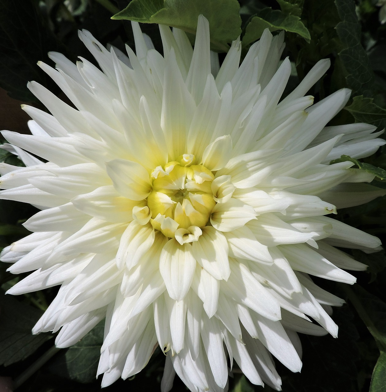 dahlia pinnate garden free photo