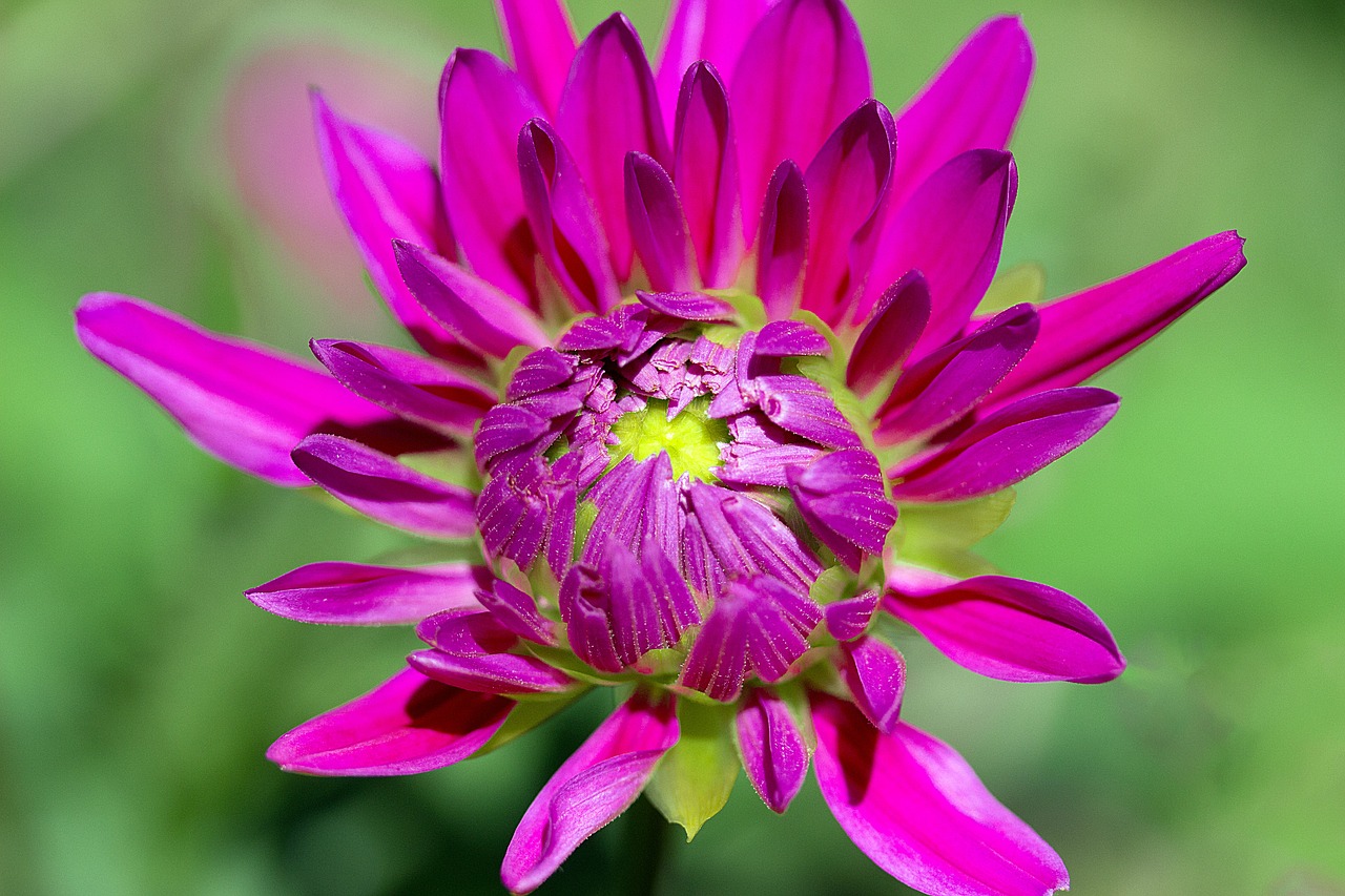 dahlia flower composites free photo