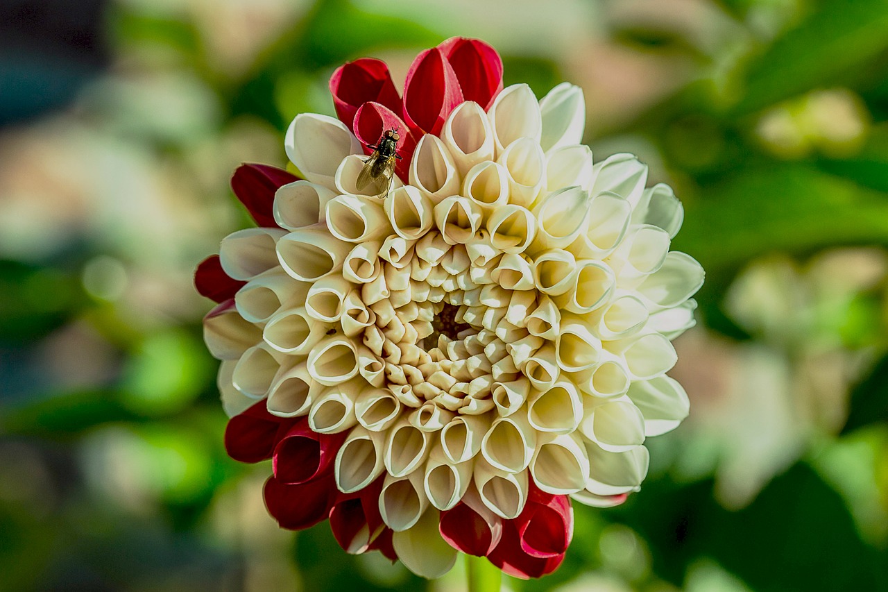 dahlia flower composites free photo