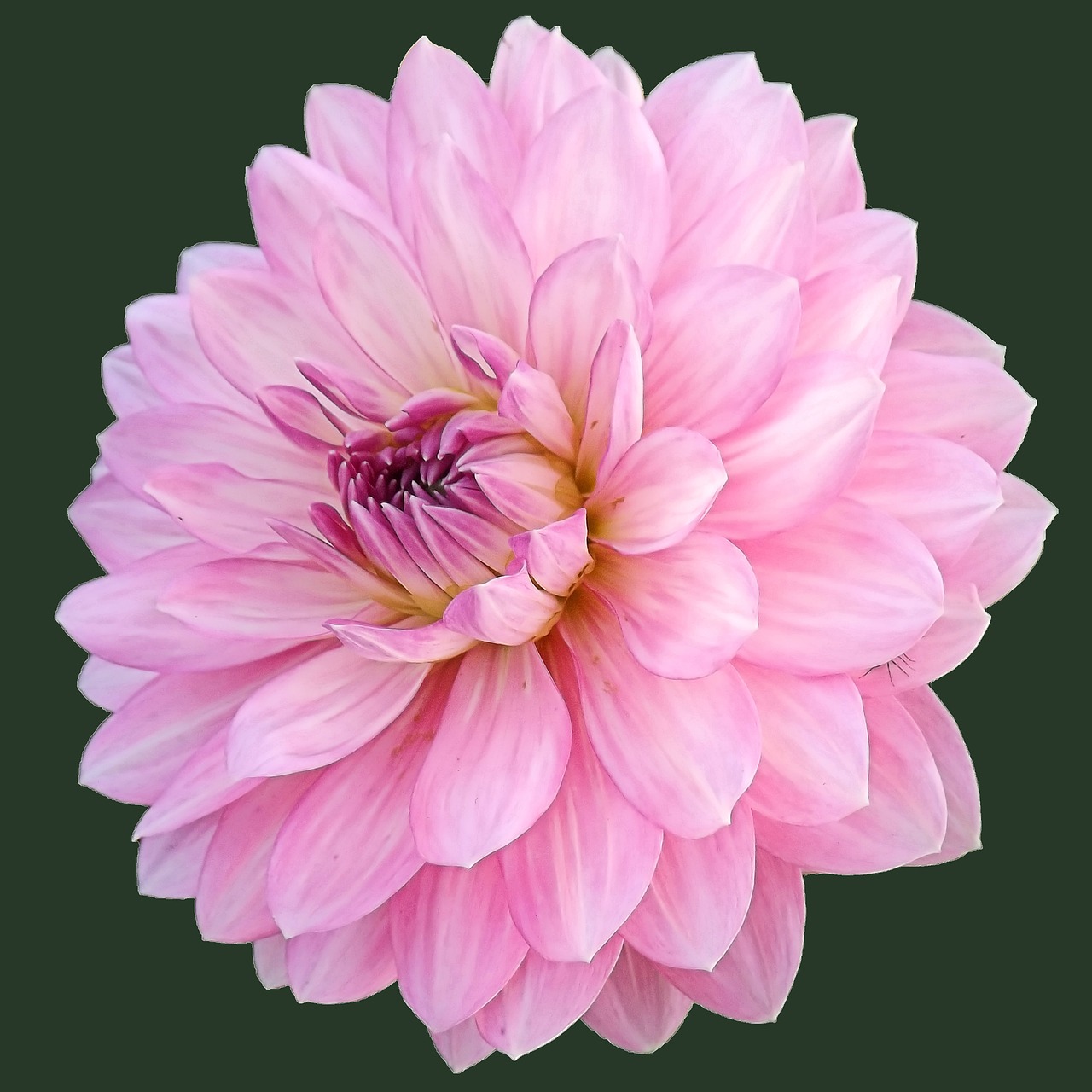 dahlia blossom bloom free photo