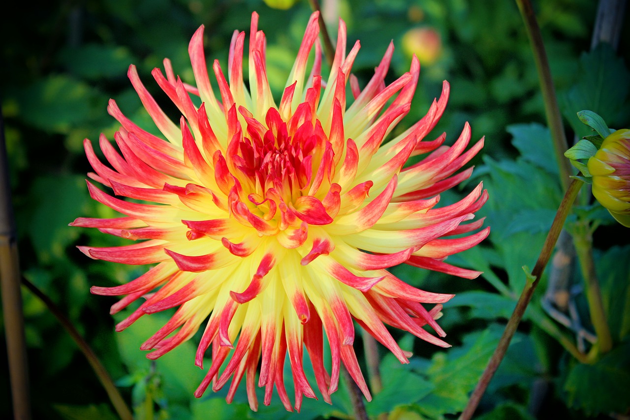 dahlia blossom bloom free photo