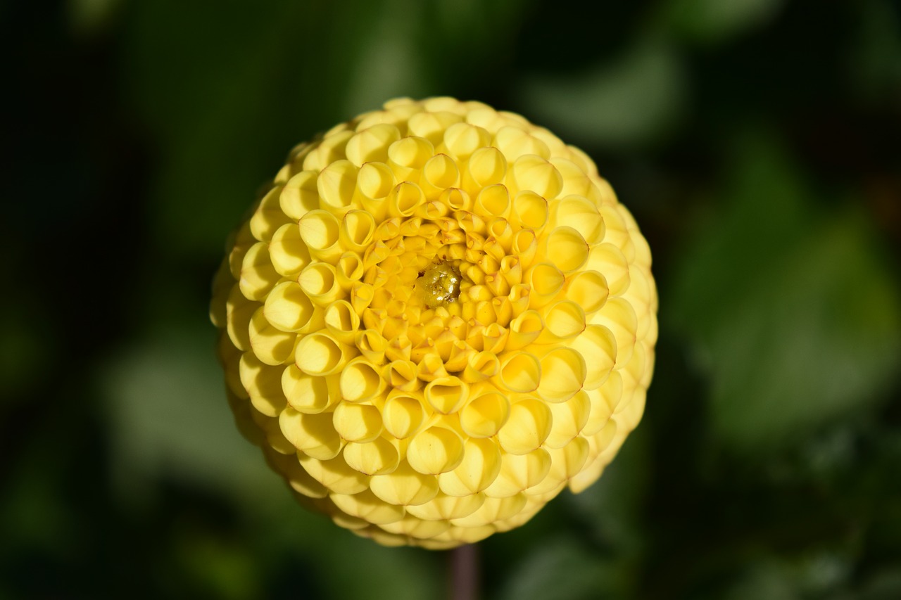 dahlia blossom bloom free photo