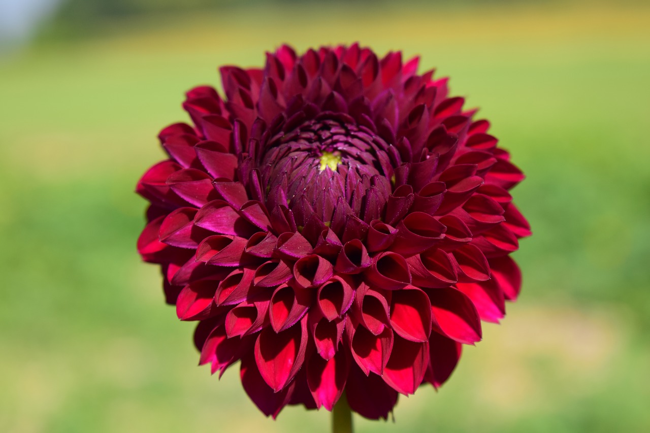 dahlia blossom bloom free photo