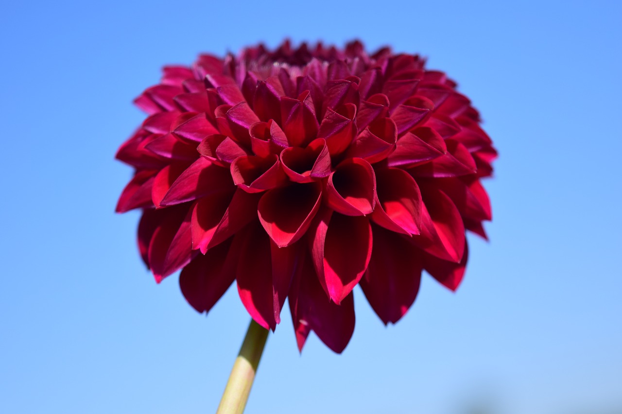 dahlia blossom bloom free photo