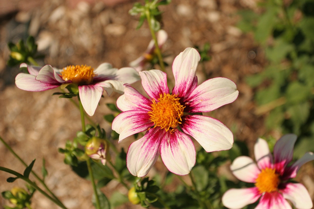 dahlia mii tai flower free photo