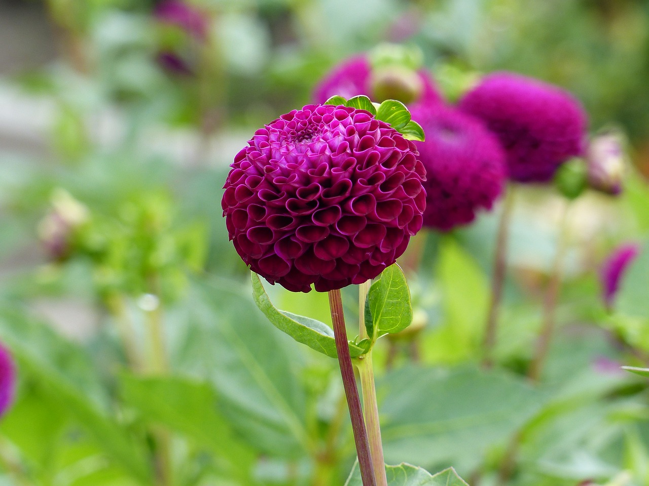 dahlia plant flowers free photo