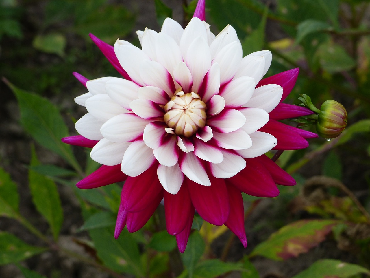 dahlia summer plant free photo