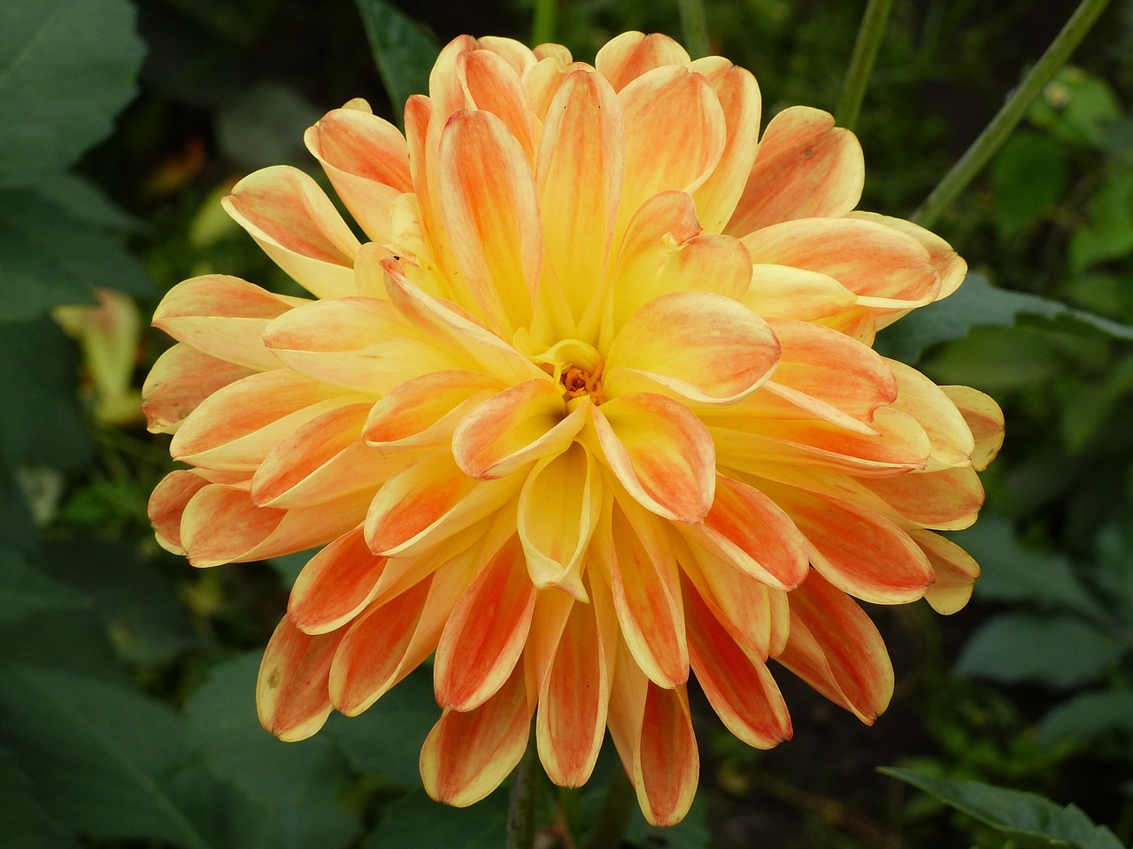 dahlia summer plant free photo