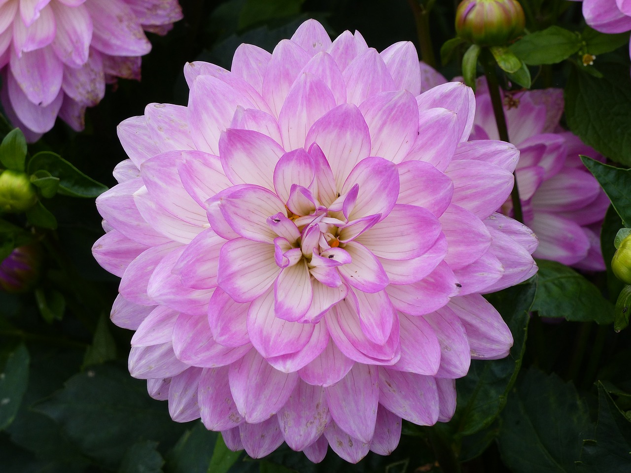 dahlia flower pink free photo