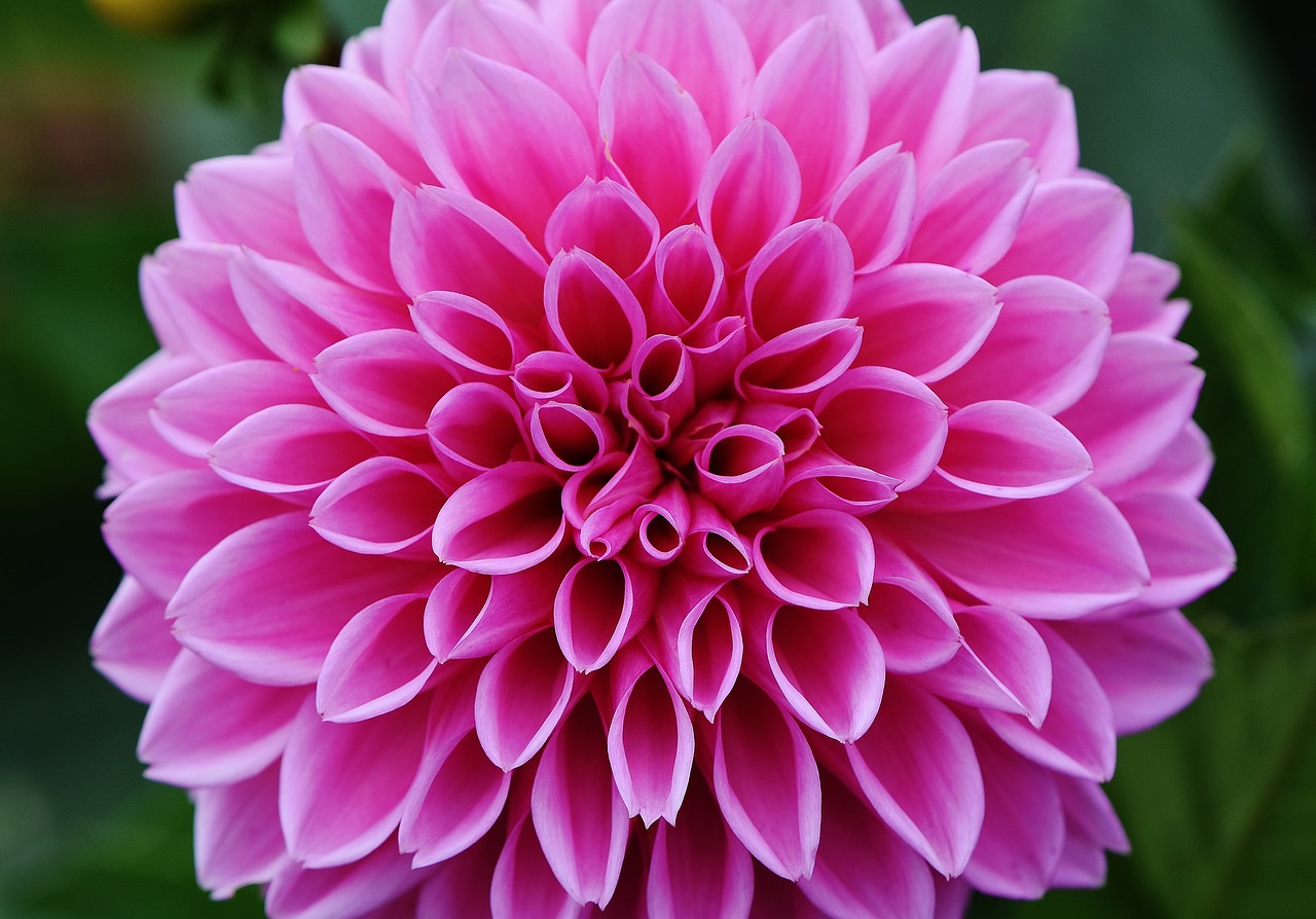 dahlia dahlias autumn free photo