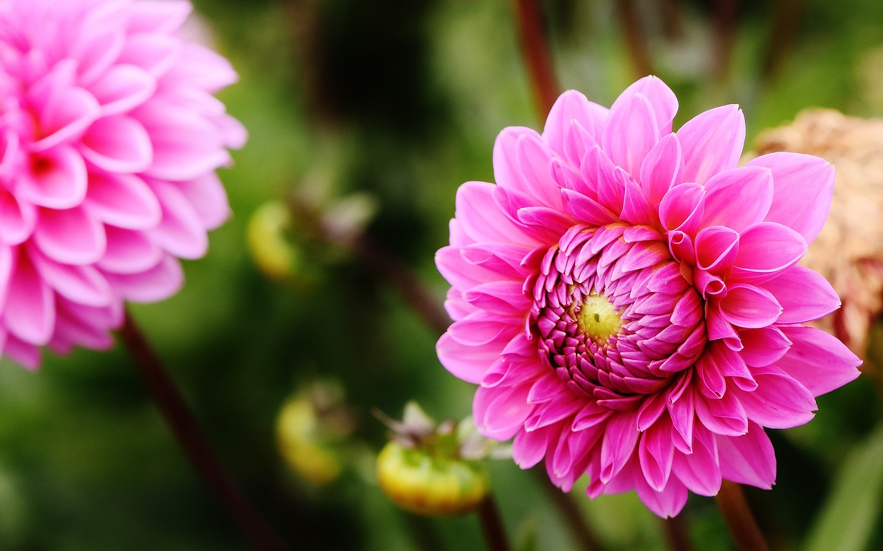 dahlia dahlias autumn free photo