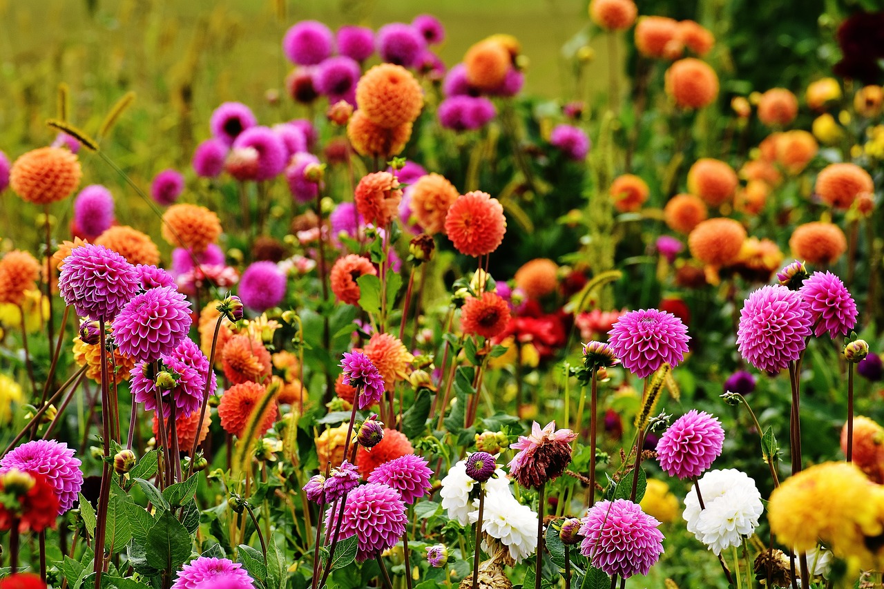 dahlia dahlias autumn free photo