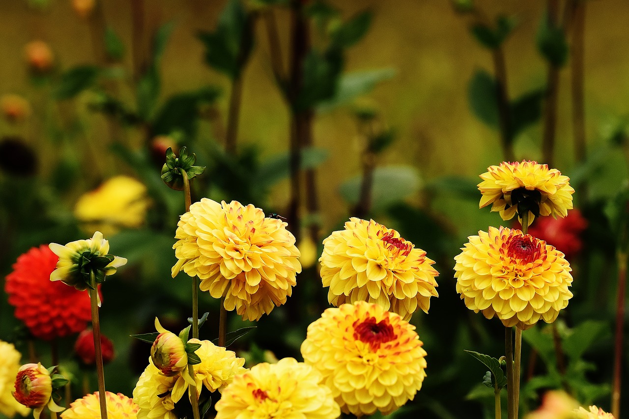 dahlia dahlias autumn free photo