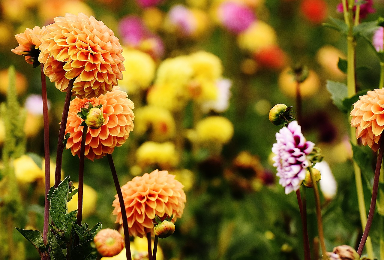 dahlia dahlias autumn free photo