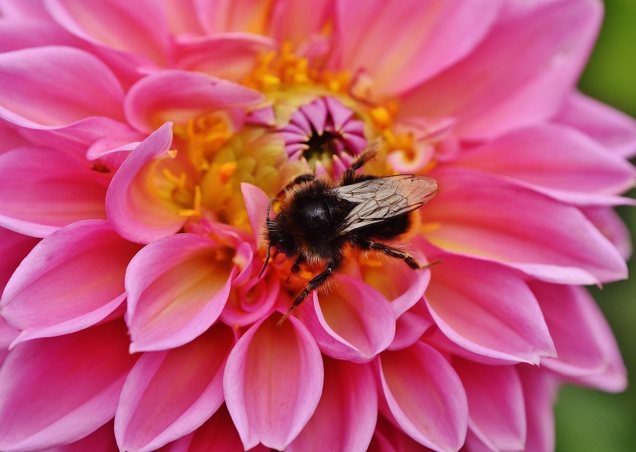 dahlia hummel dahlias free photo