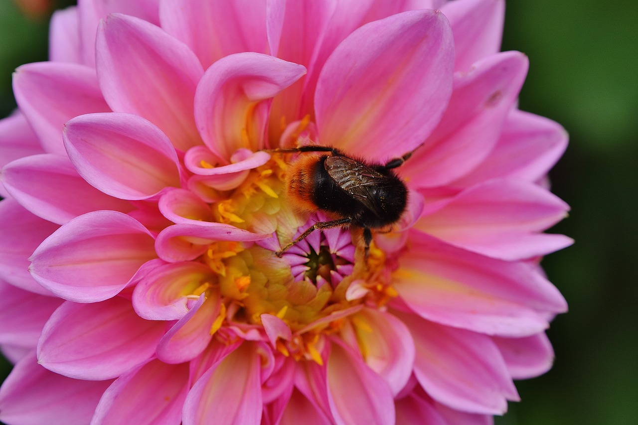 dahlia hummel dahlias free photo