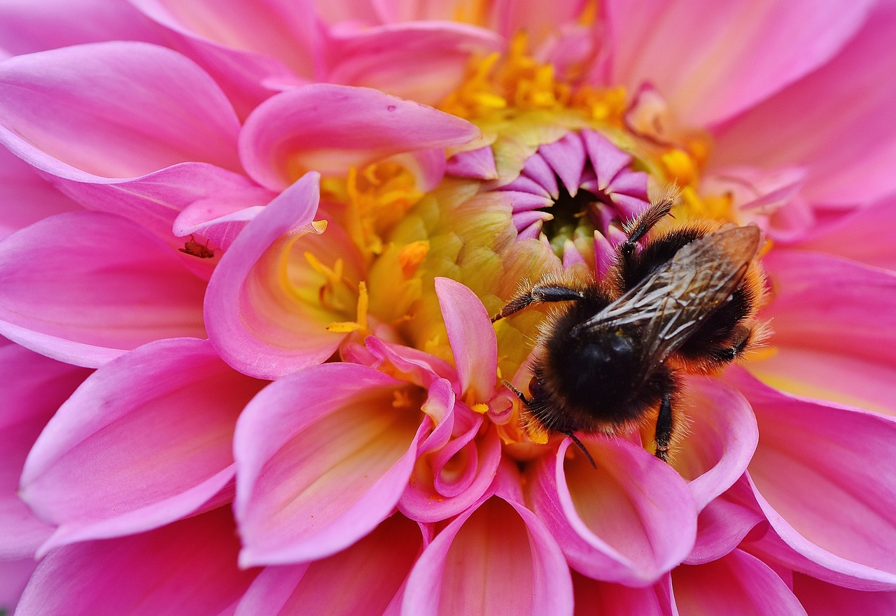 dahlia hummel dahlias free photo