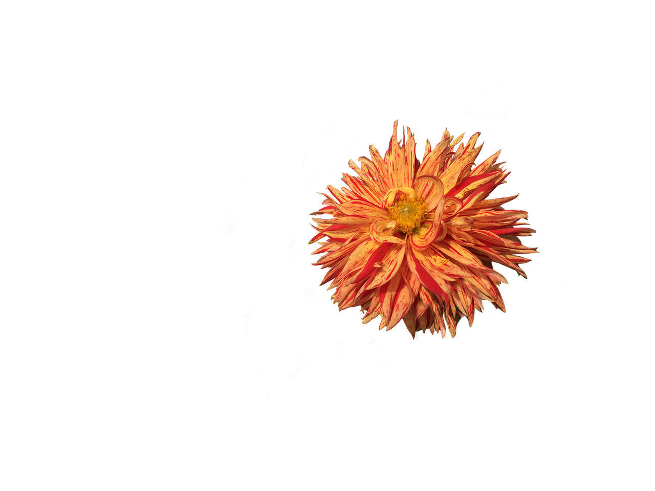 dahlia flower blossom free photo