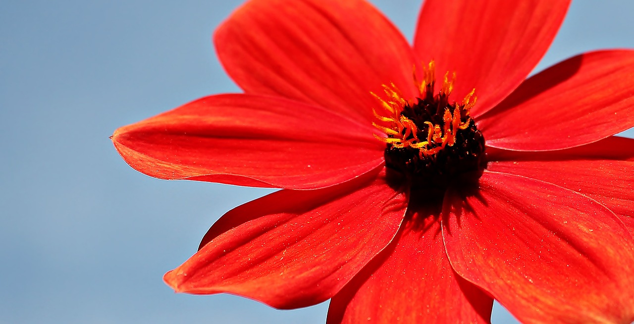 dahlia flower blossom free photo