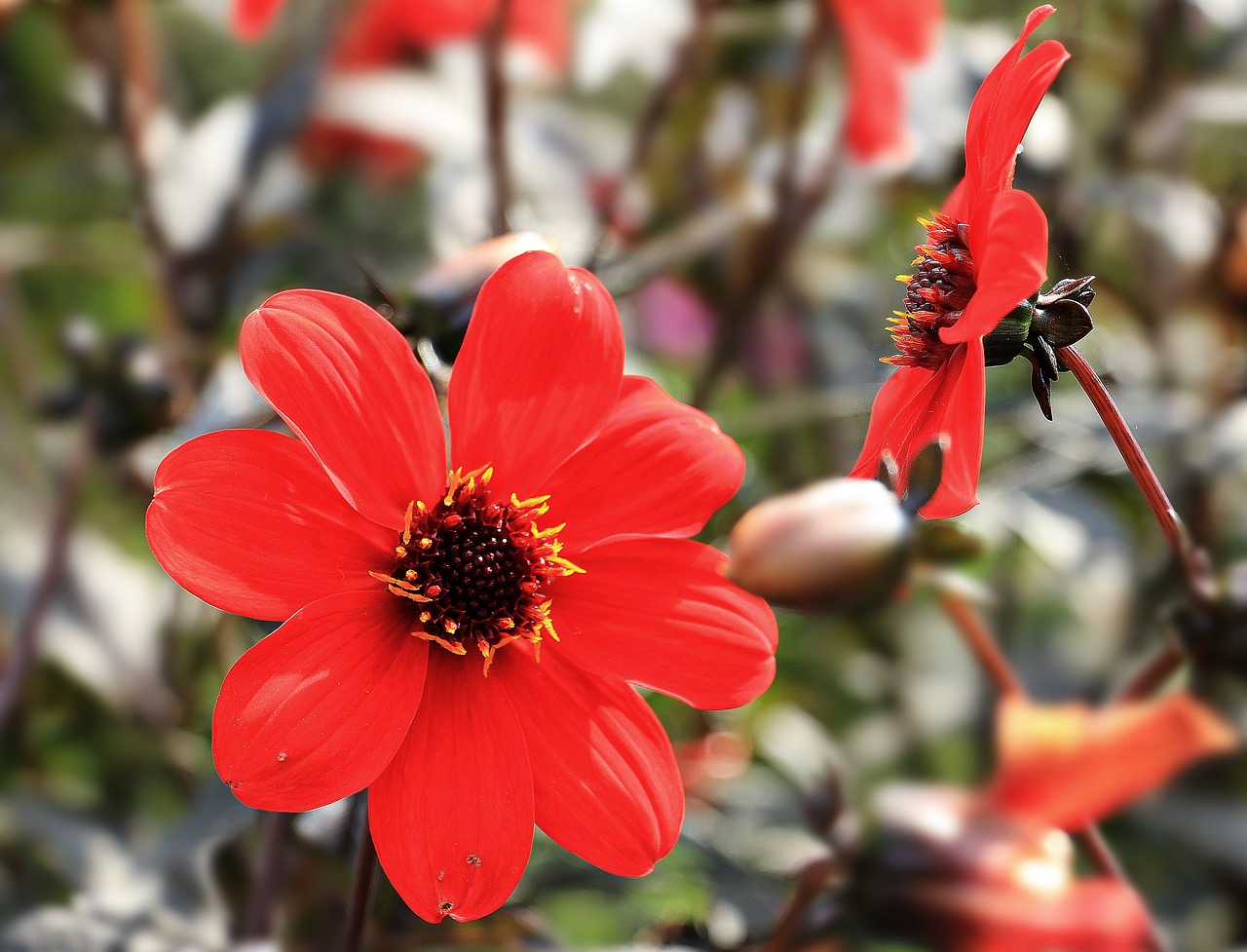 dahlia flower blossom free photo