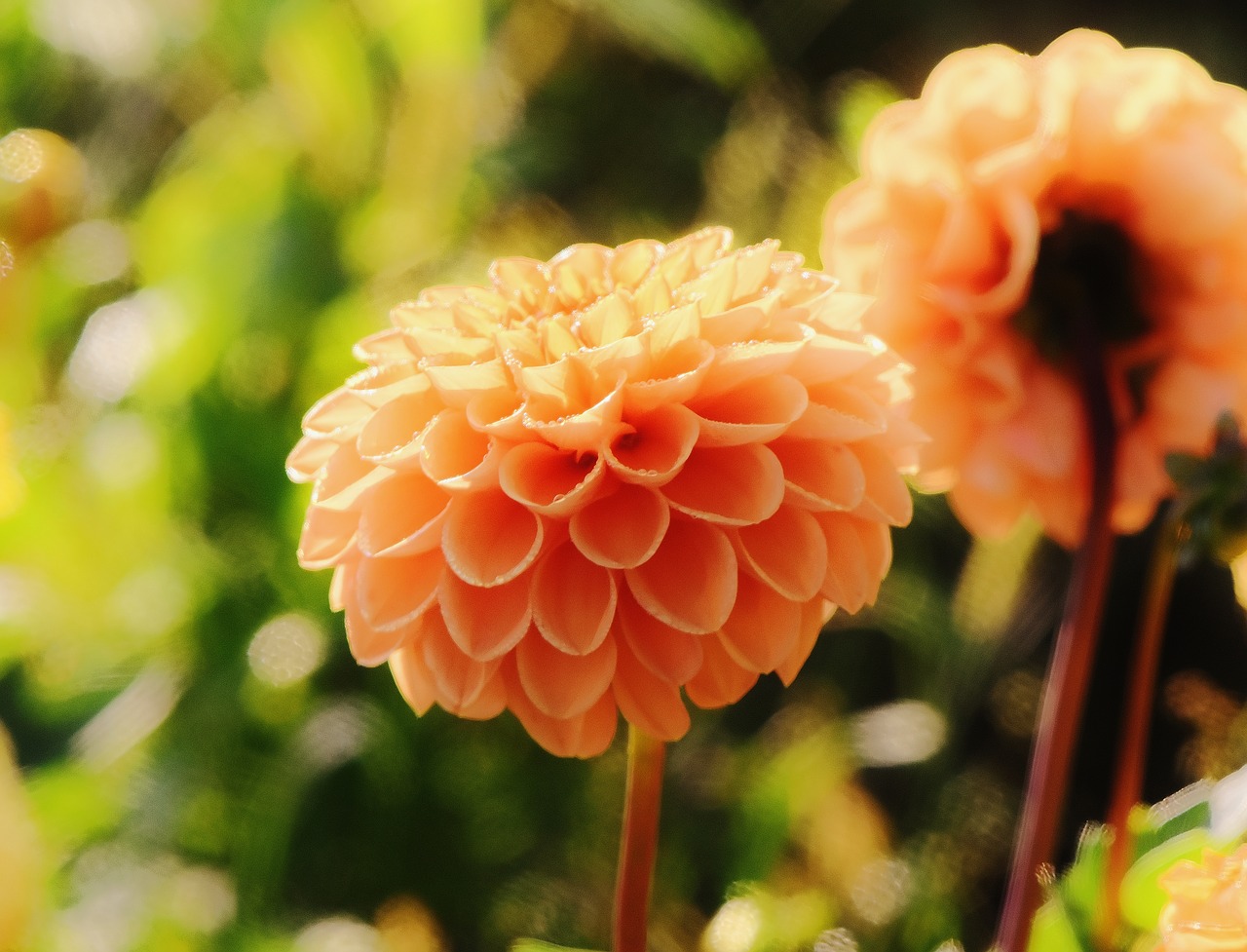 dahlia dahlias autumn free photo