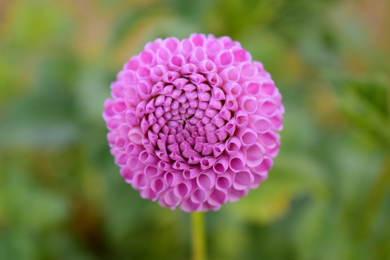 dahlia flower blossom free photo