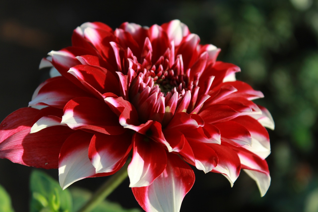 dahlia flowers bloom free photo