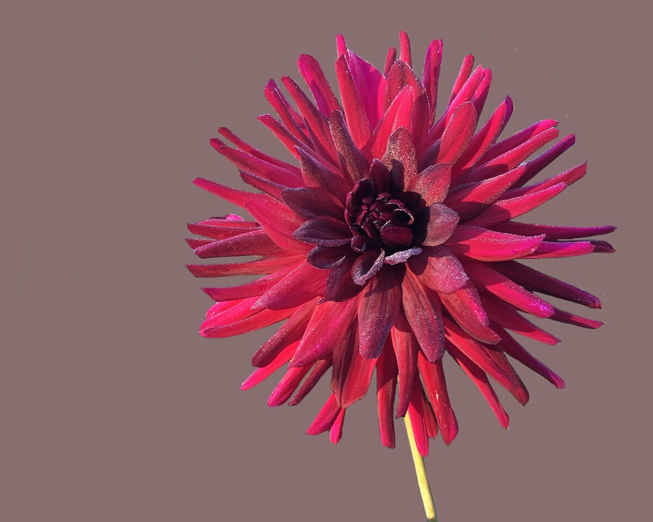 dahlia red cactus summer night free photo