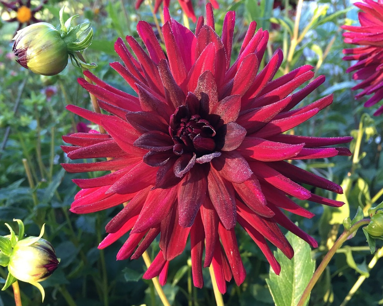 dahlia red cactus free photo