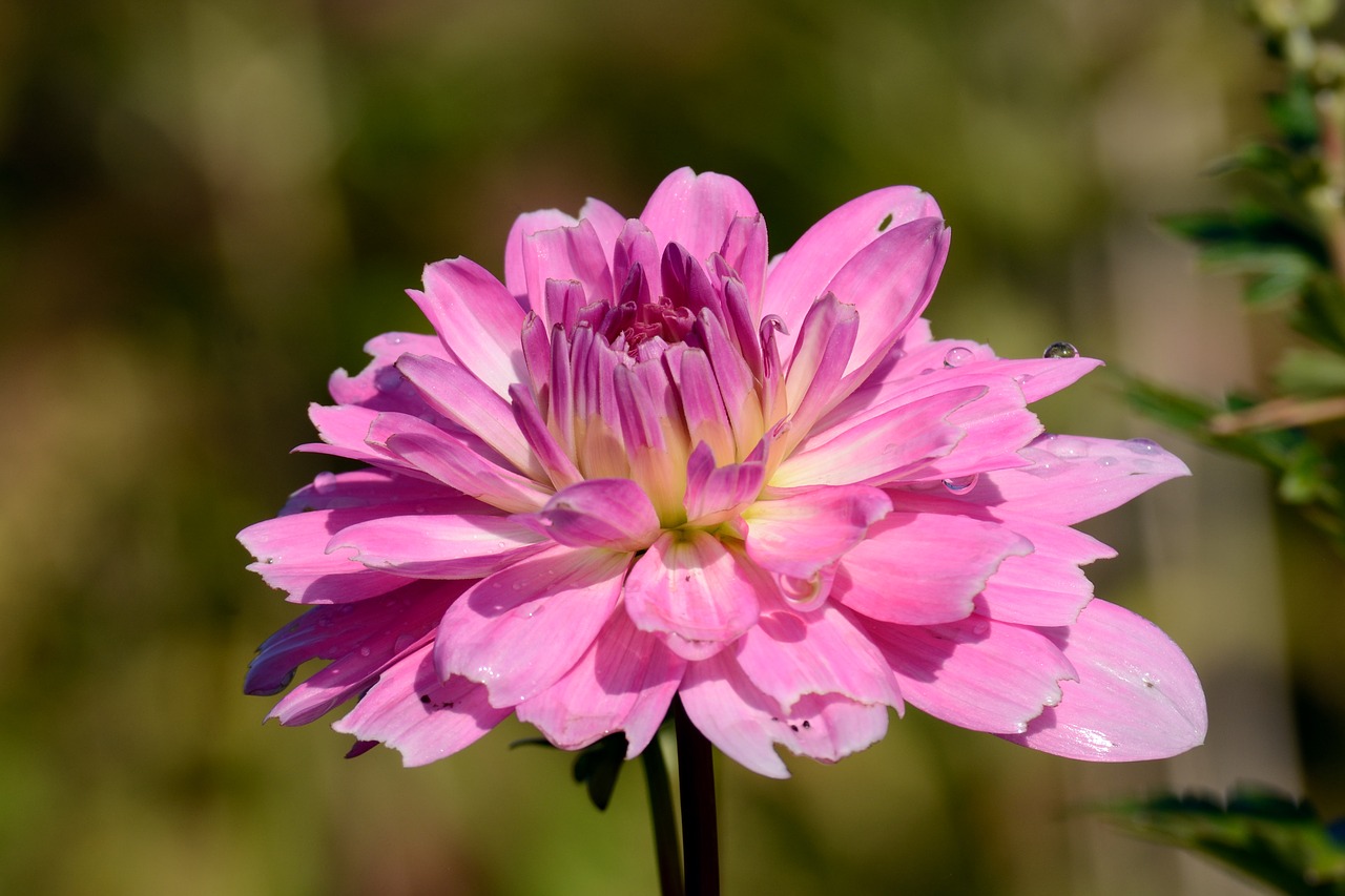 dahlia autumn flower flower free photo