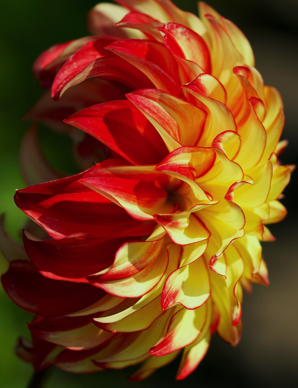 dahlia red yellow free photo