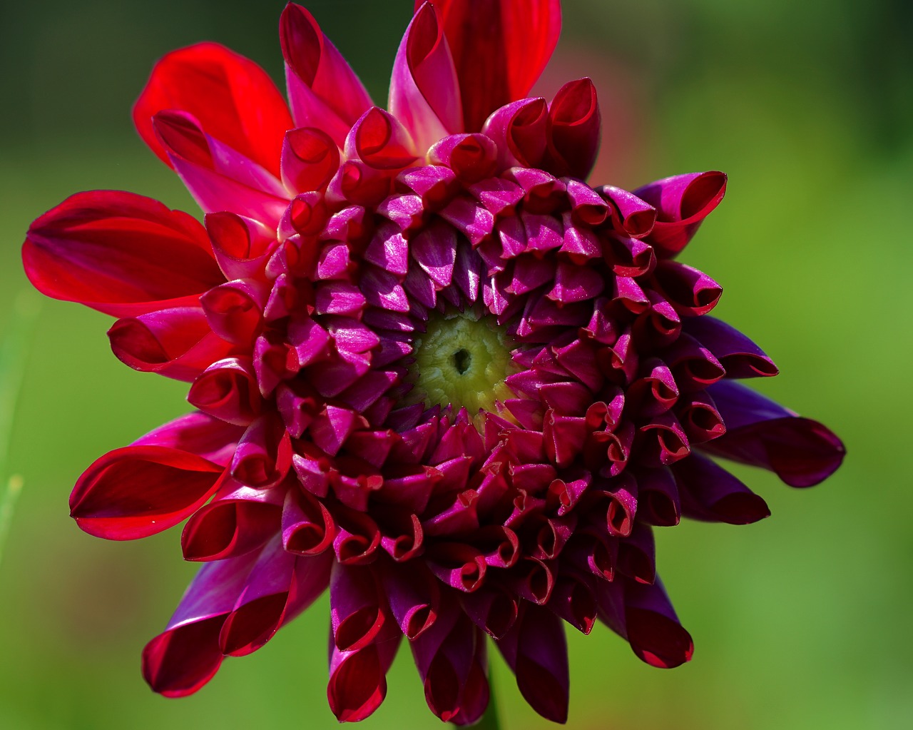 dahlia red blossom free photo