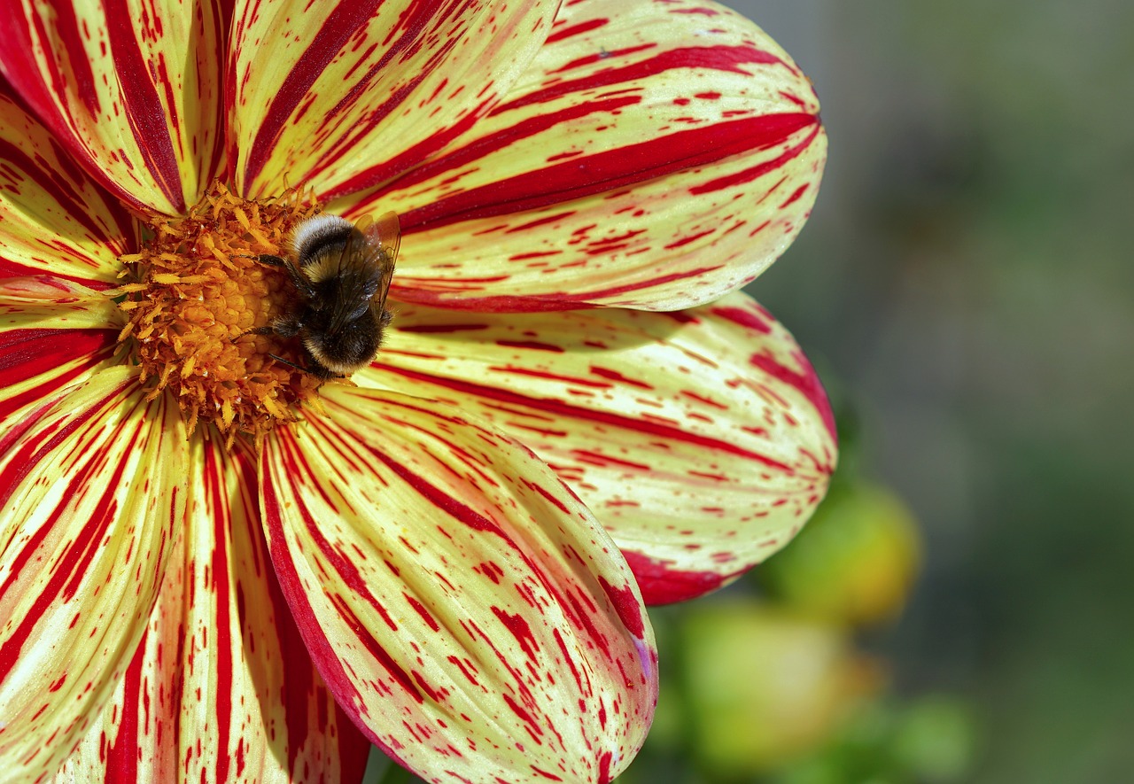 dahlia yellow flower free photo