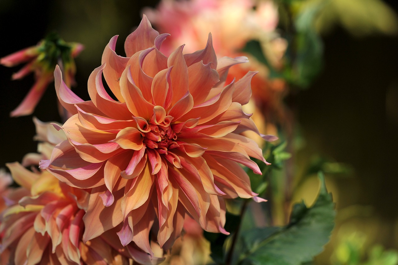 dahlia flower plant free photo