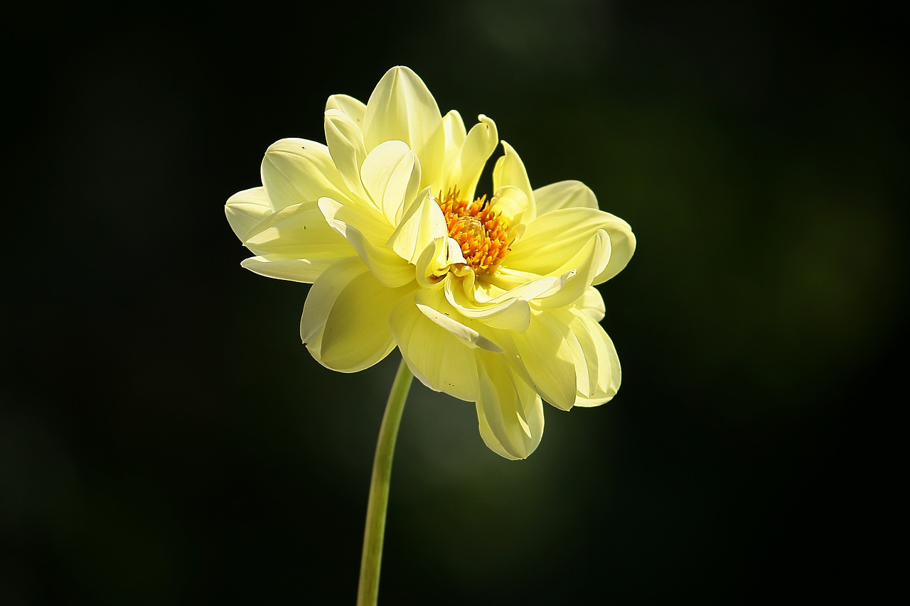 dahlia yellow blossom free photo