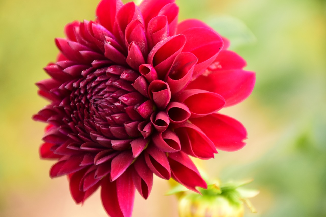 dahlia flower blossom free photo