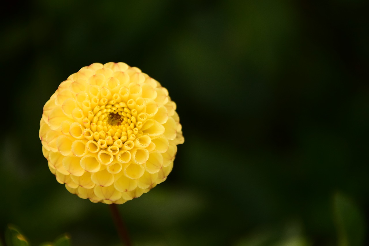 dahlia bud flower free photo