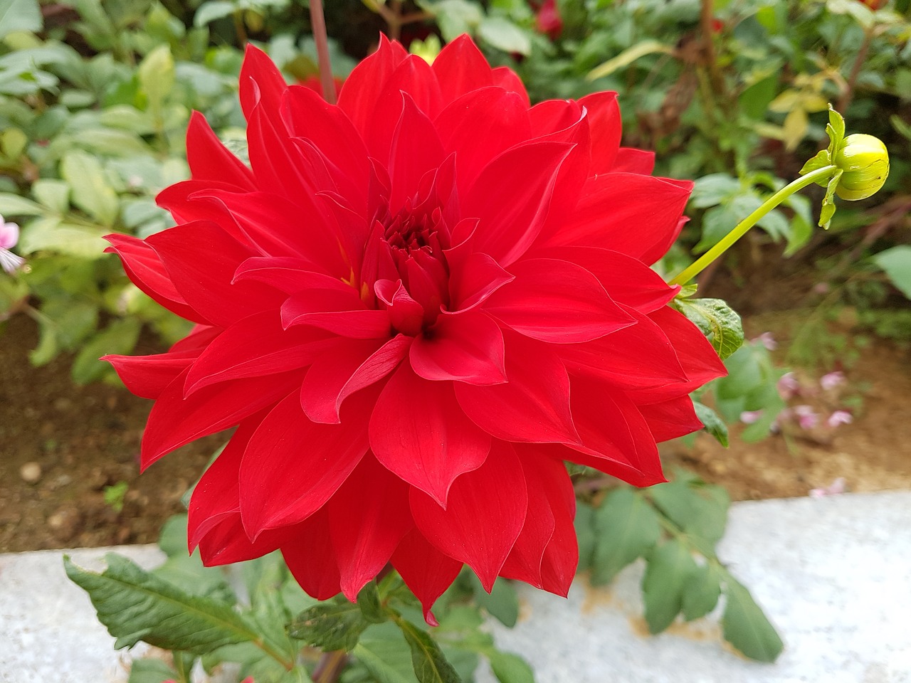 dahlia fall flowers red free photo