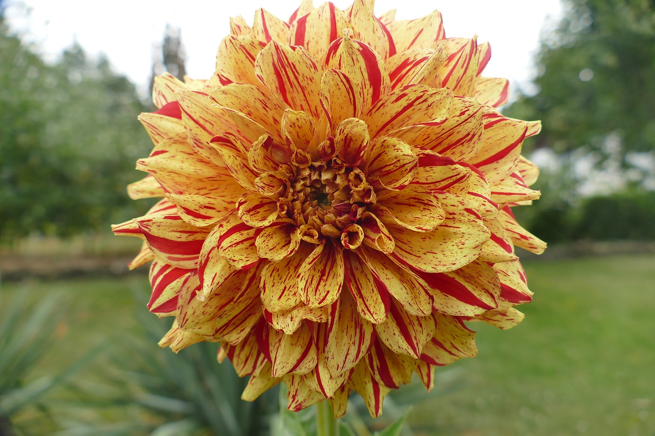 dahlia plant blossom free photo