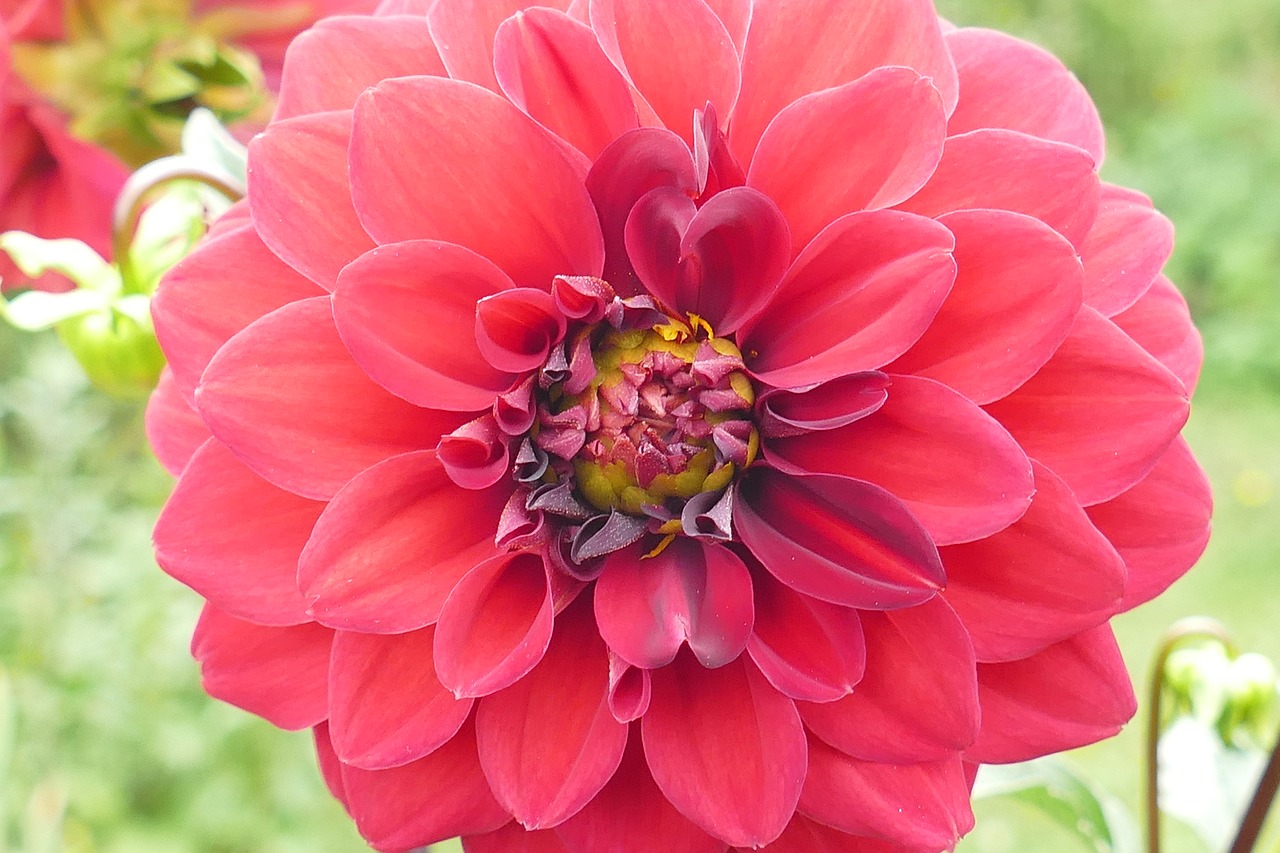 dahlia plant blossom free photo