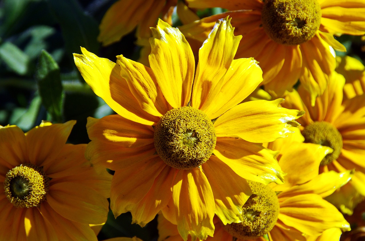 dahlia flower yellow free photo