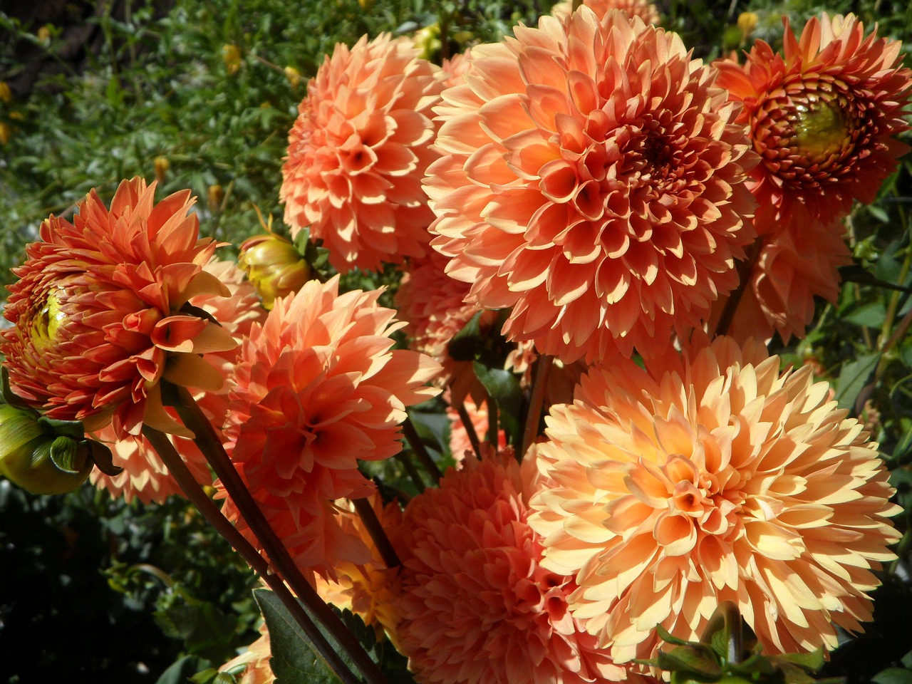 dahlia dahlias flowers free photo