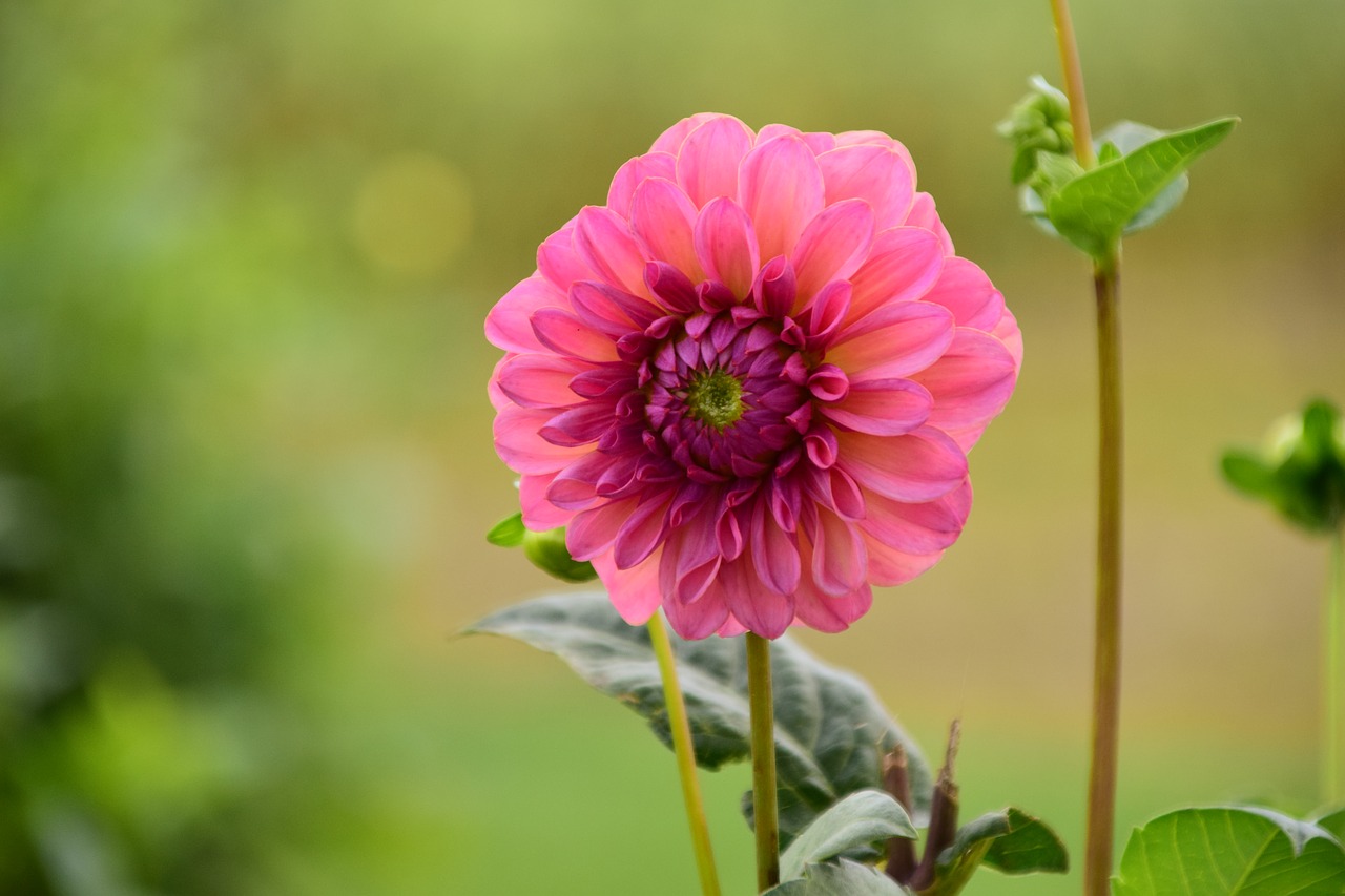 dahlia flower dahlia garden free photo