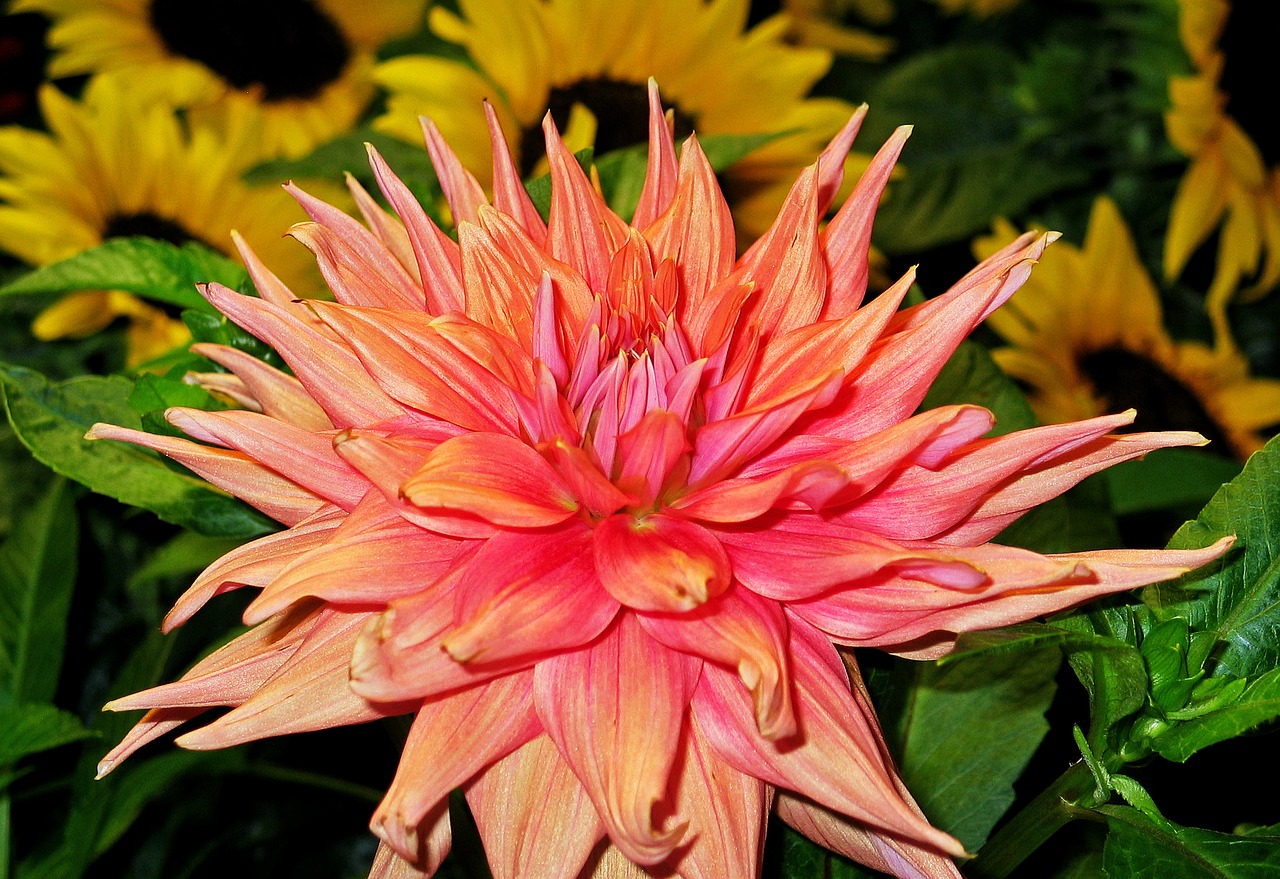 dahlia blossom bloom free photo