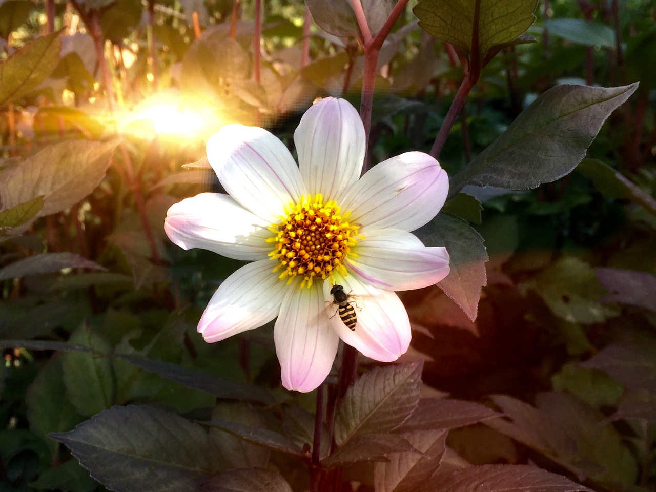 dahlia bee flower free photo
