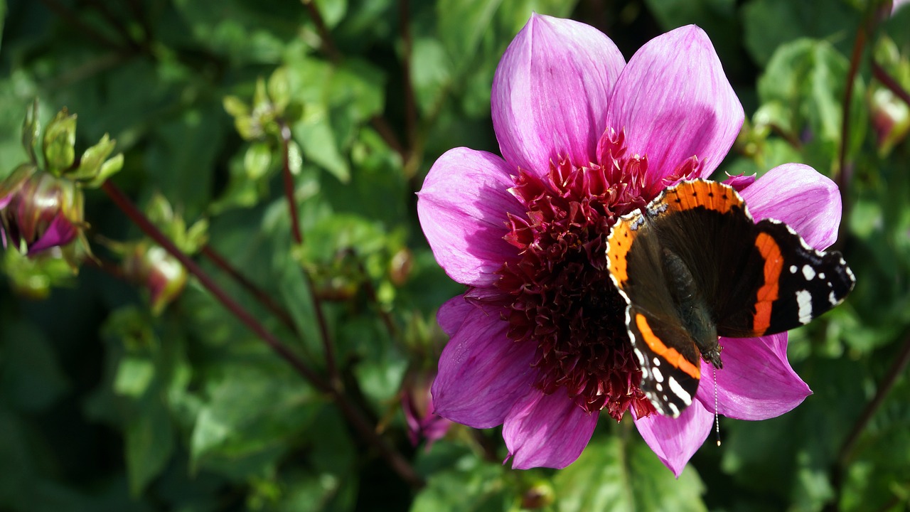 dahlia autumn flower butterfly free photo