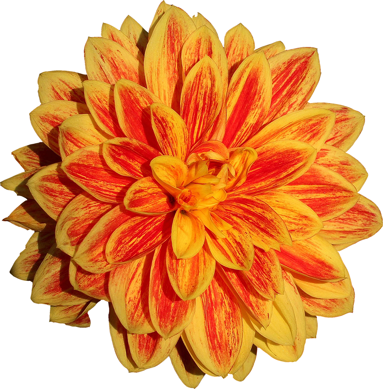 dahlia flower orange free photo