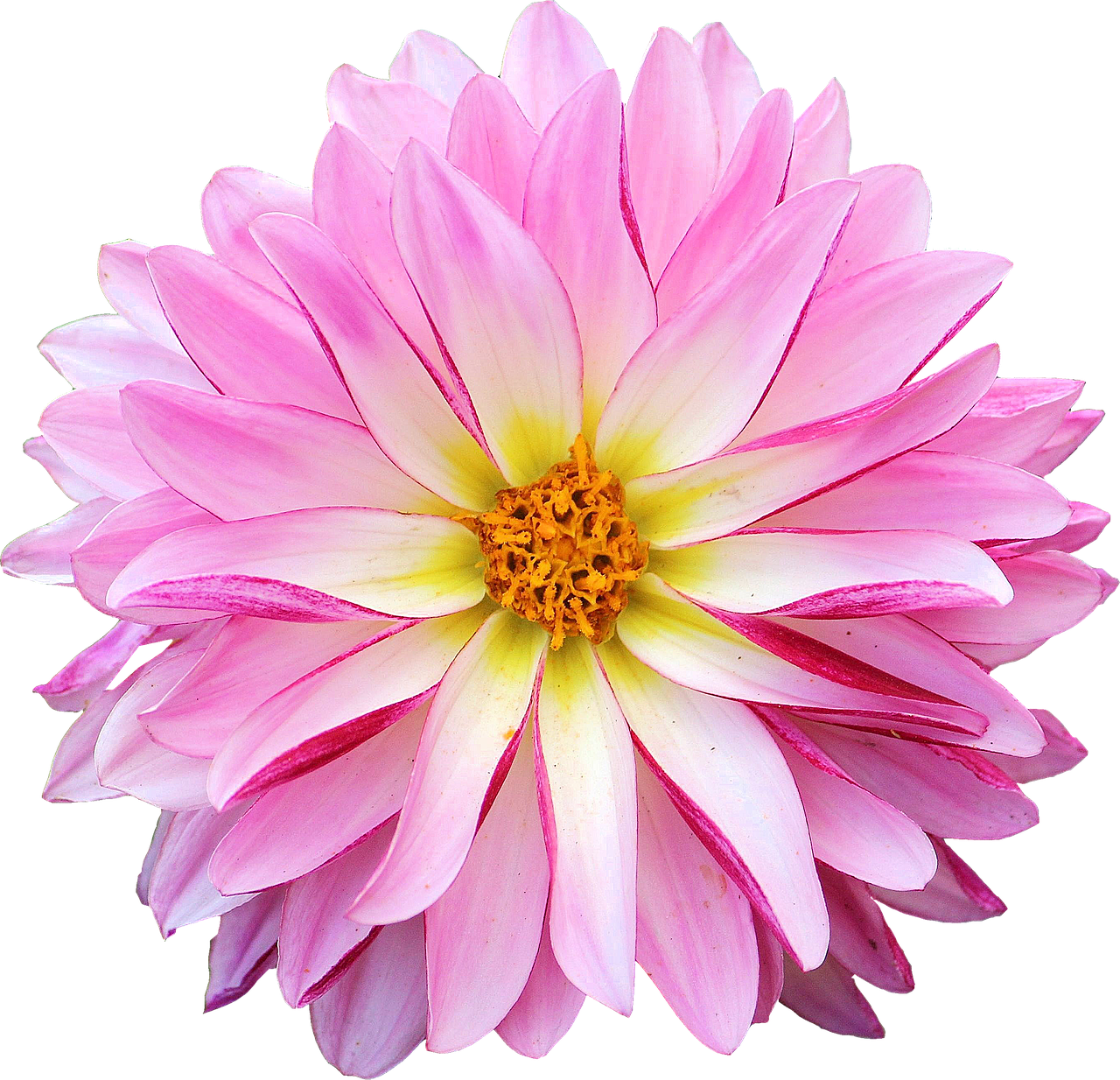 dahlia flower pink free photo